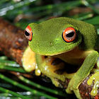 Tree frog